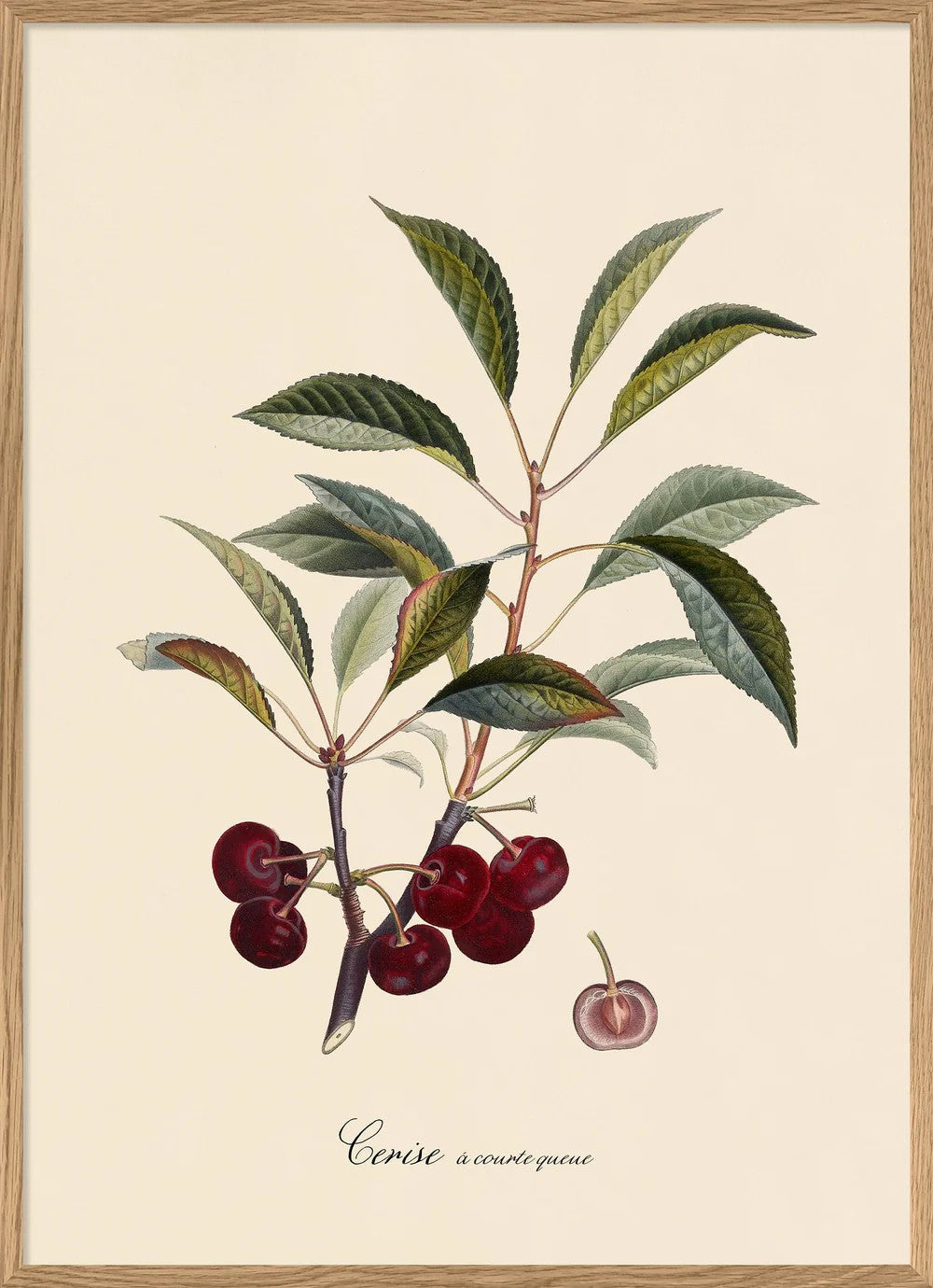 Cerise à Courte 70x100 Oak