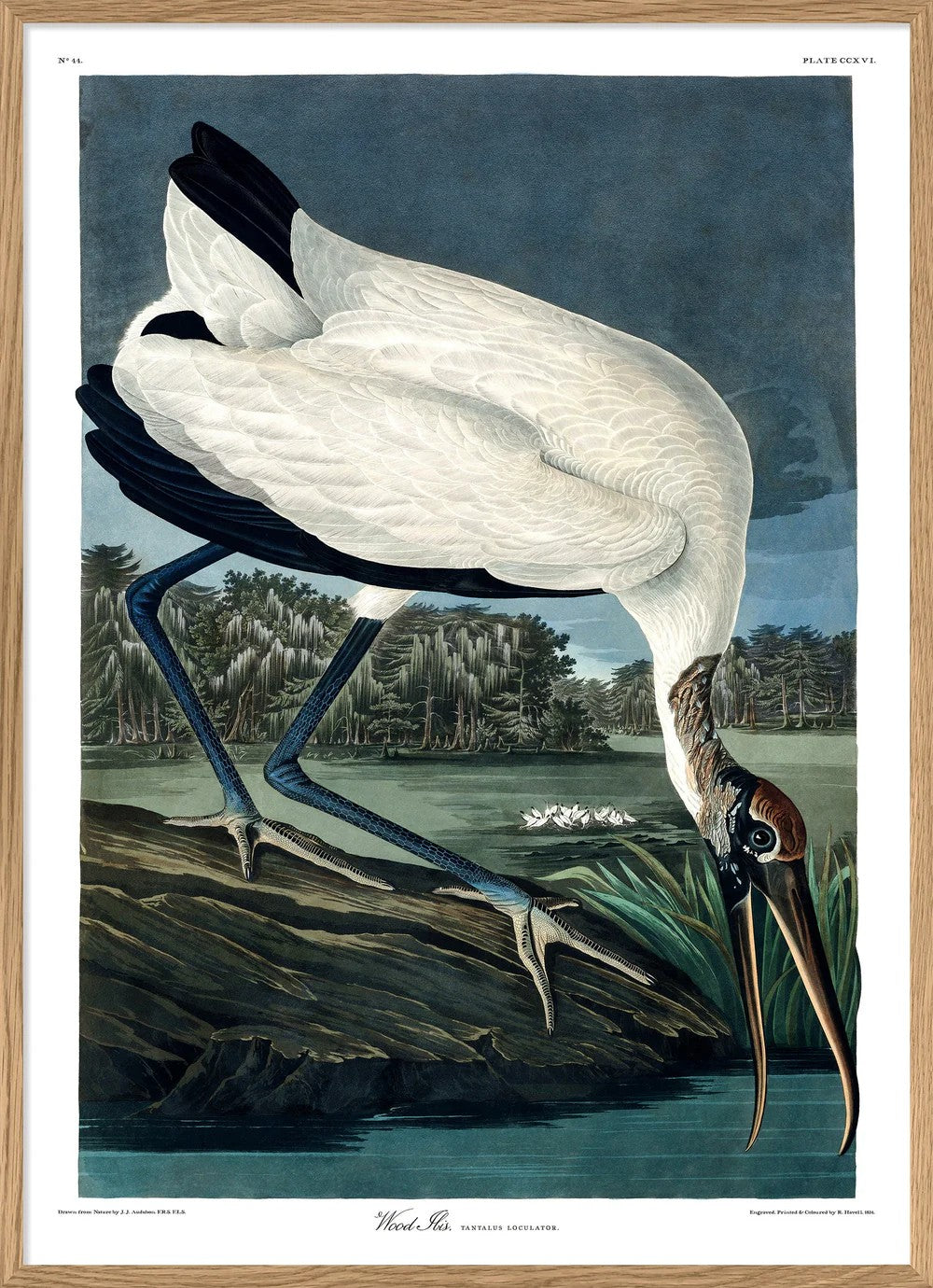 WOOD IBIS 70x100 Oak