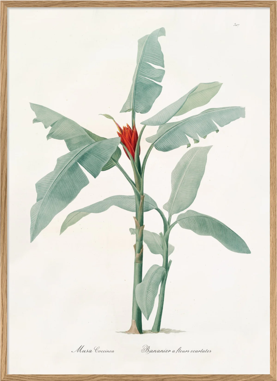 Musa Coccinea 50x70 PLAKAT