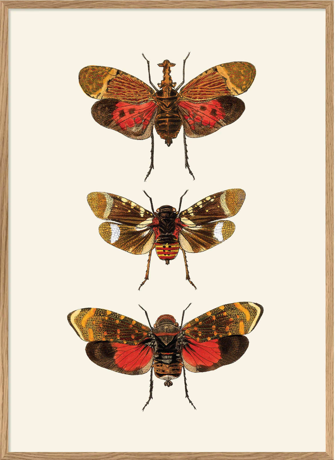 Rhynchota Homoptera Detail 30x40 Oak