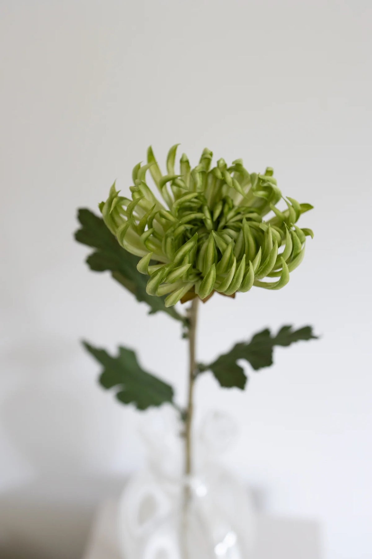 CACTUS DAHLIA GREEN