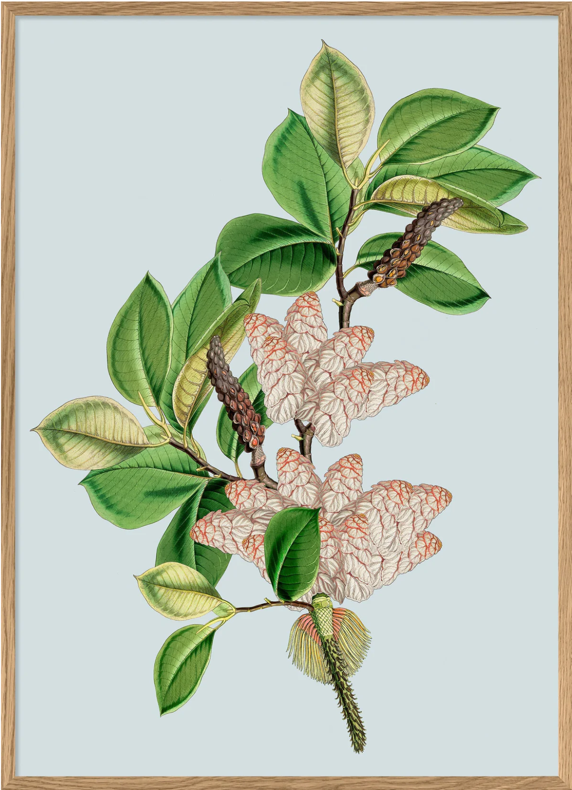 Rheum Noblie 50x70 plakat