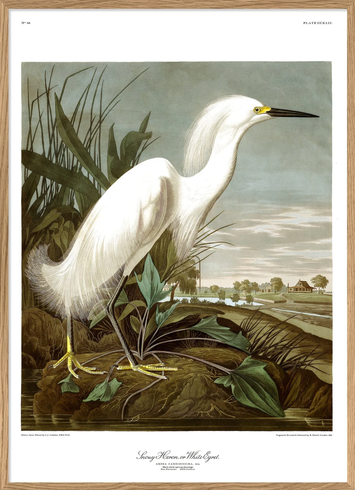 Snowy Heron 70x100 Oak