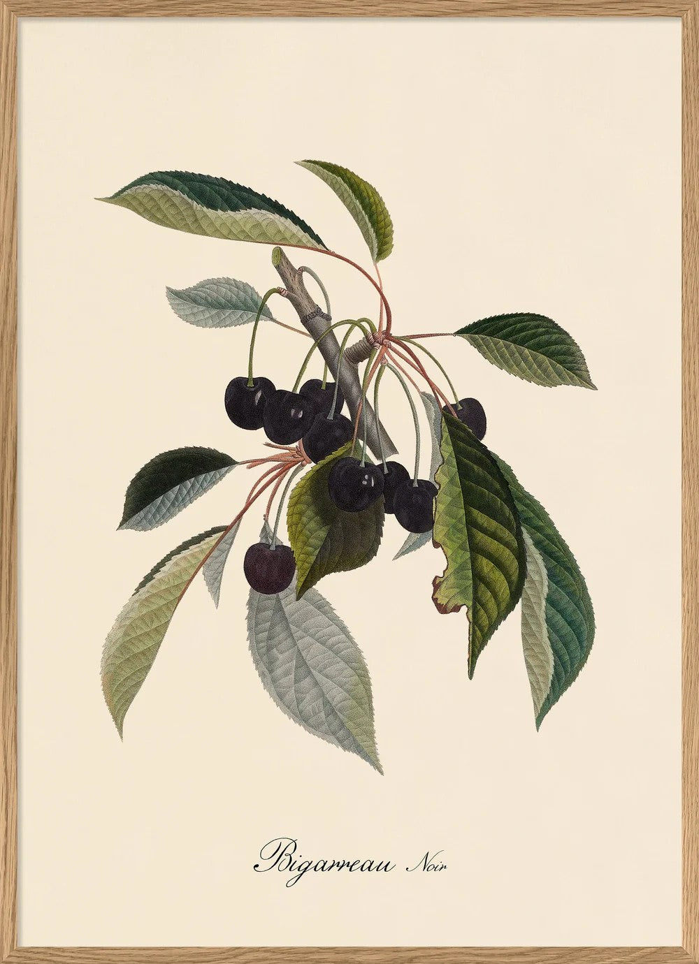 BIGARREAU NOIR 30X40 plakat