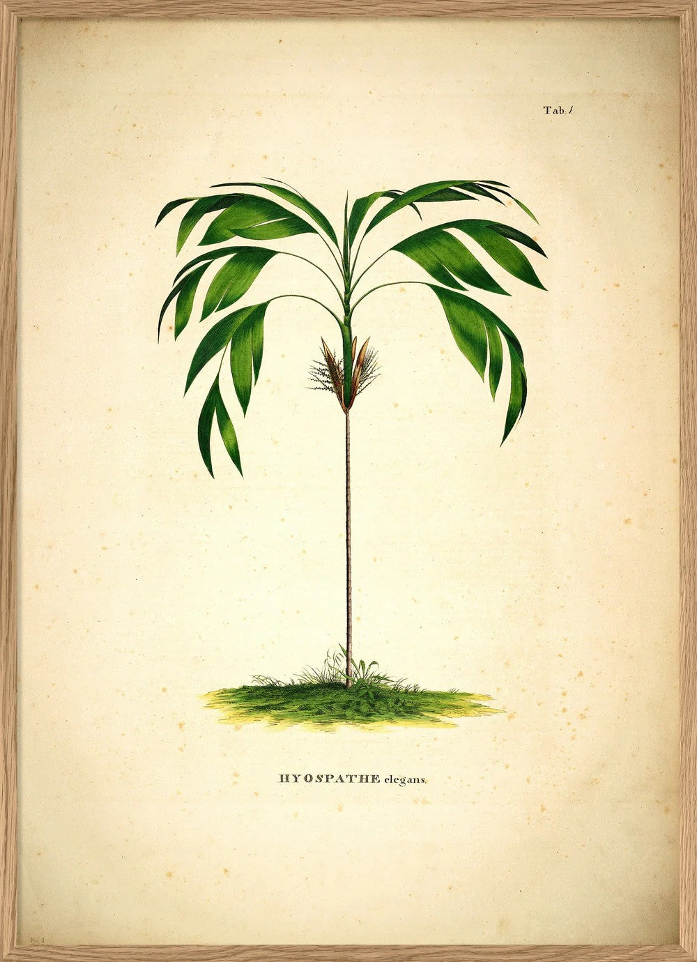 HYOSPATHE ELEGANS 50x70
