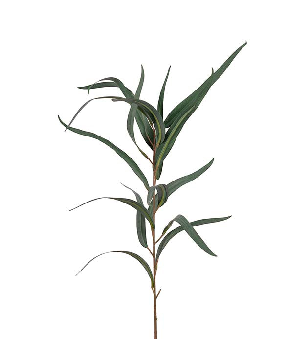 EUCALYPTUS