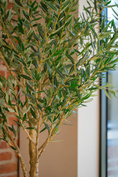 OLEA EUROPAEA TREE L H 180