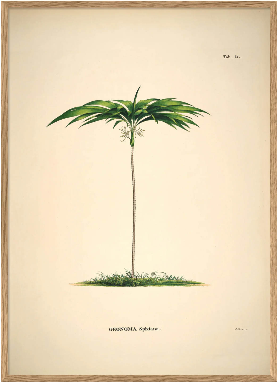 Geonoma 70x100 PLAKAT