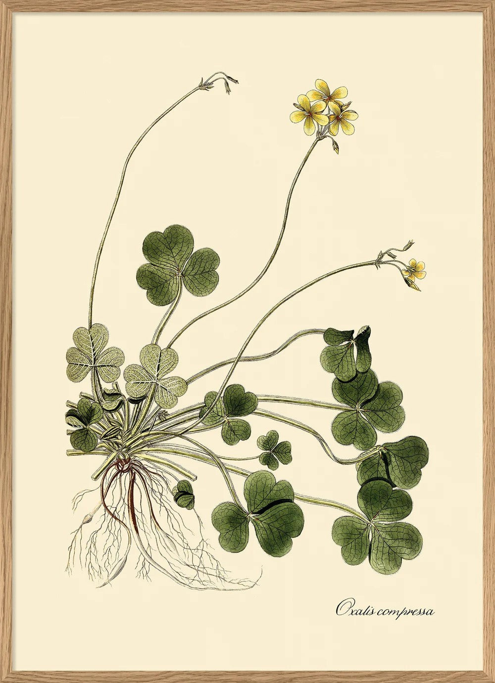 OXALIS COMPRESSA 50x70
