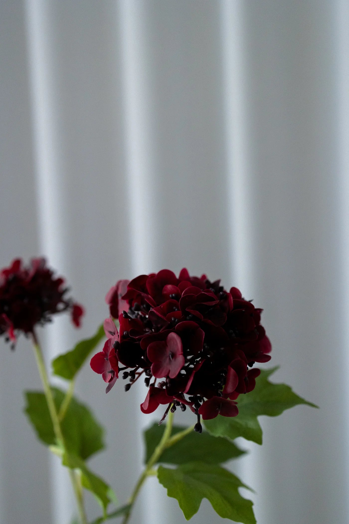 Snowball Hydrangea DARK RED