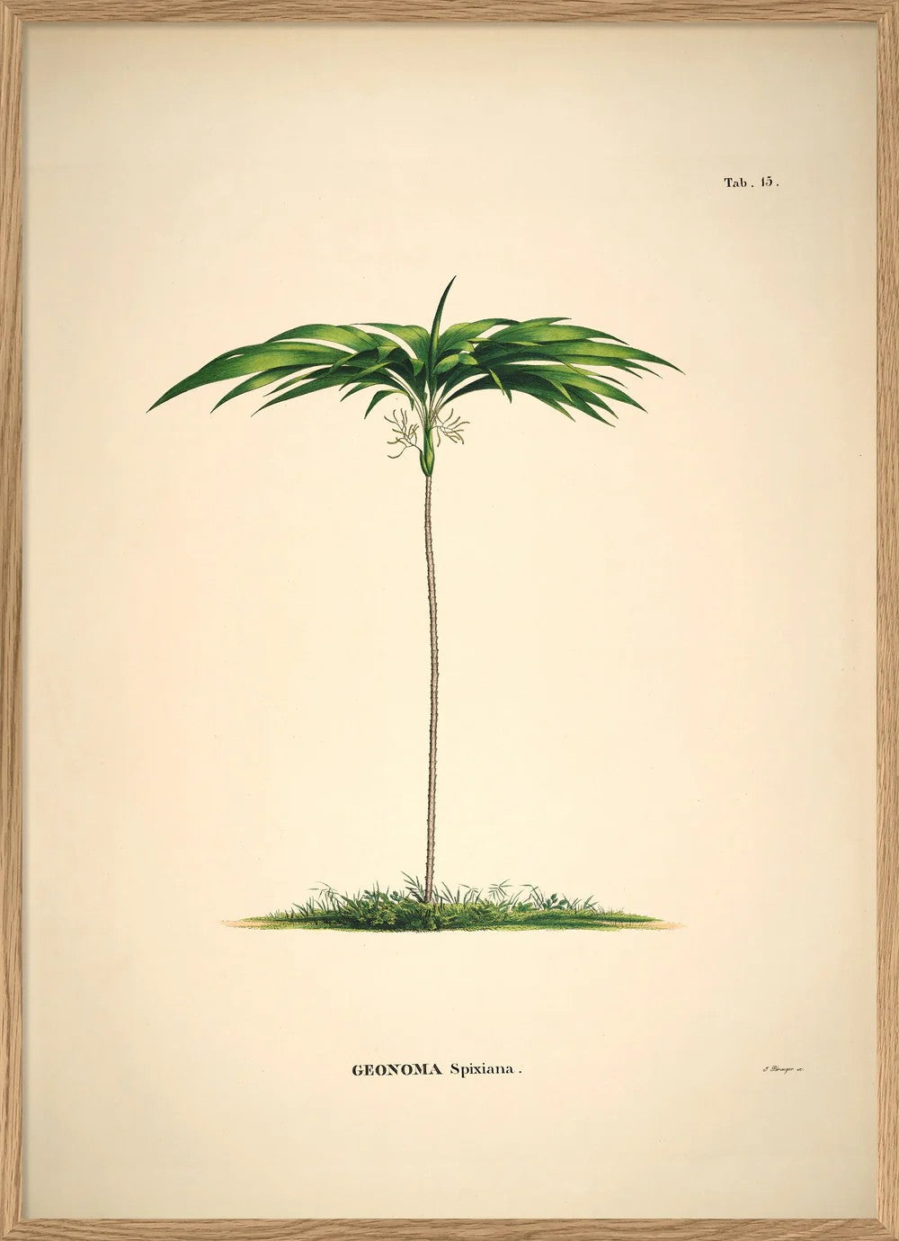 GEONOMA SPIXIANA 50x70