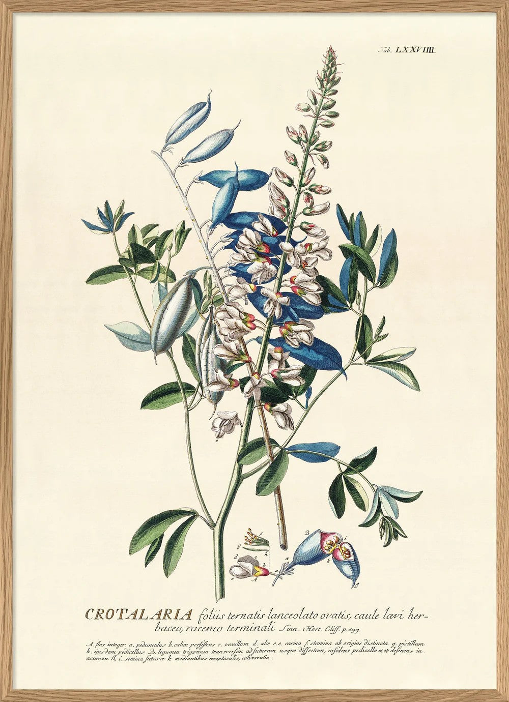 CROTALARIA 100x140