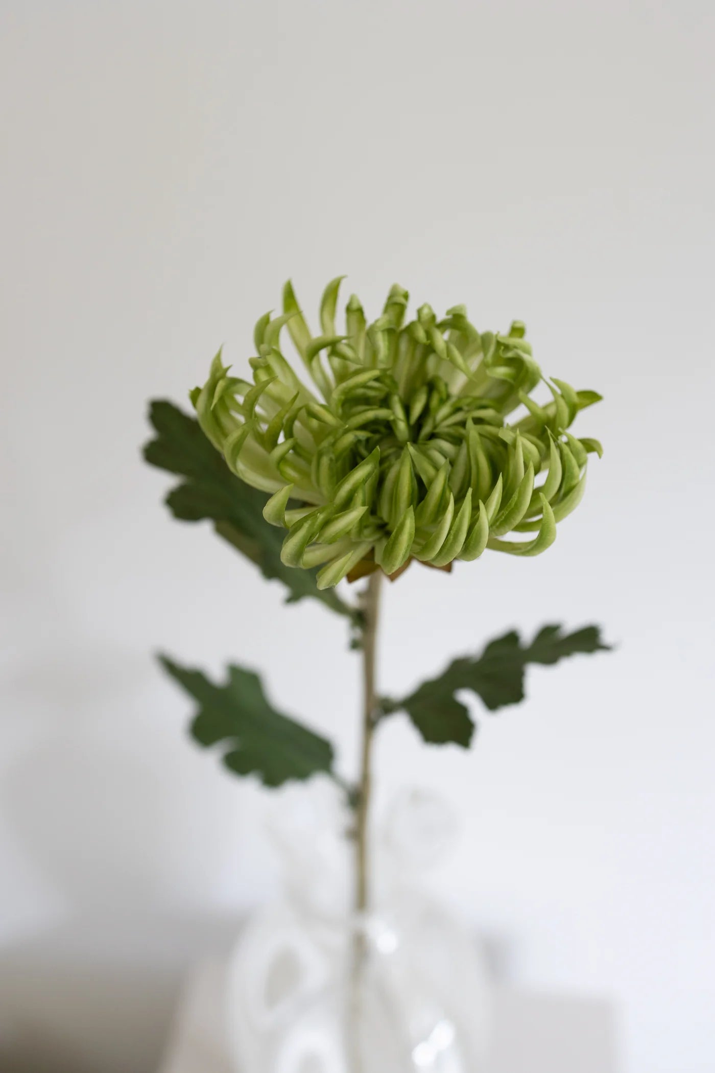 CACTUS DAHLIA GREEN