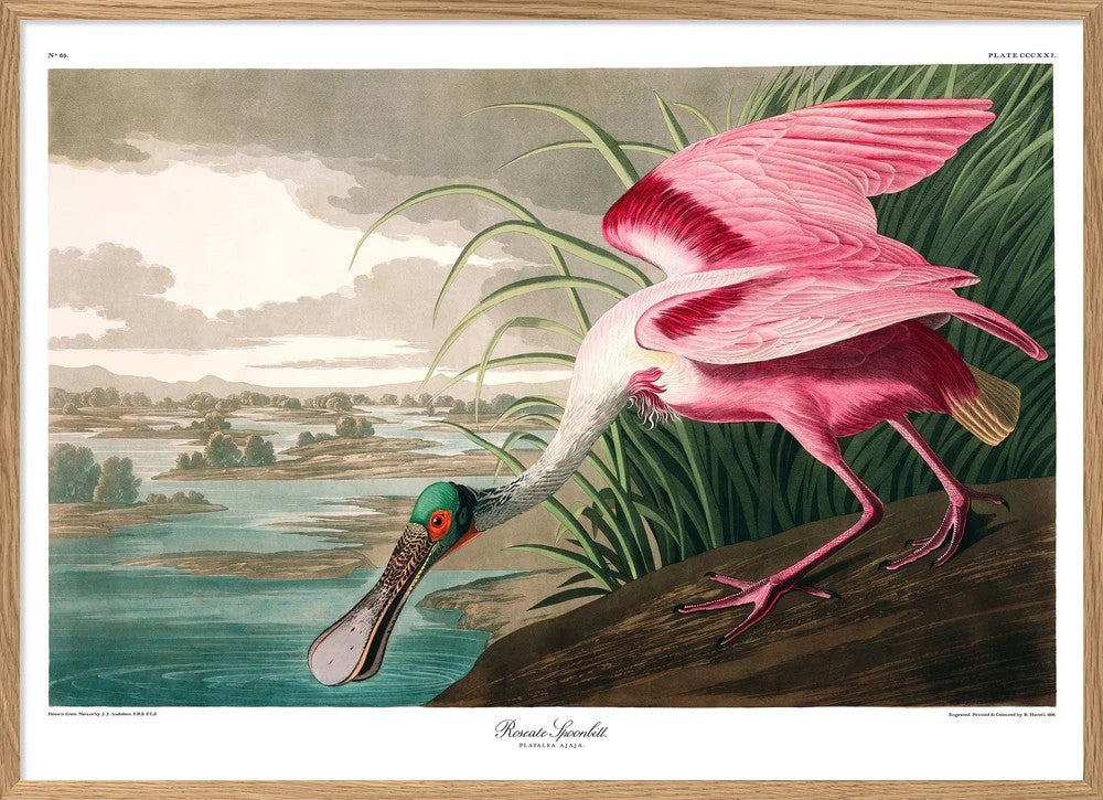 ROSEATE SPOONBILL 50x70 OAK