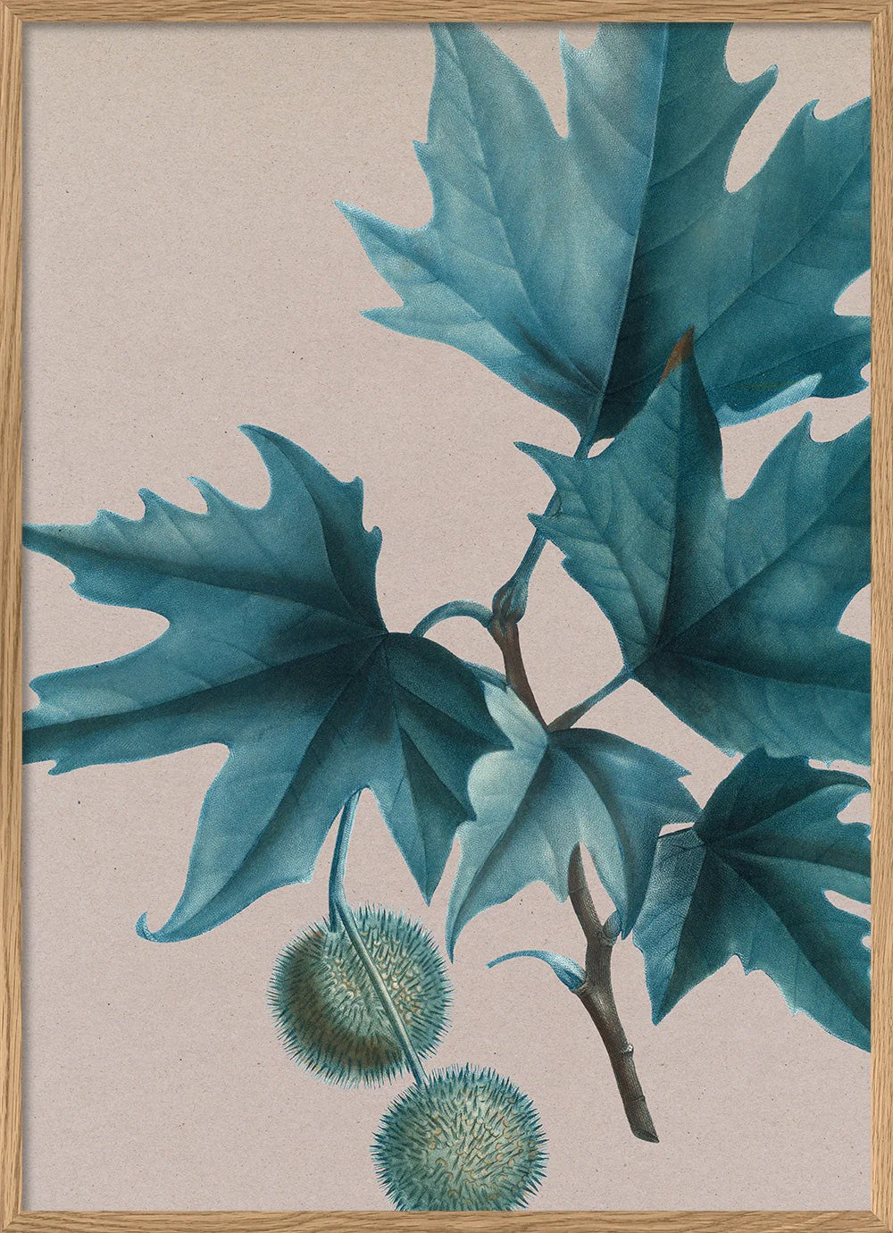 Platanus 50x70 plakat