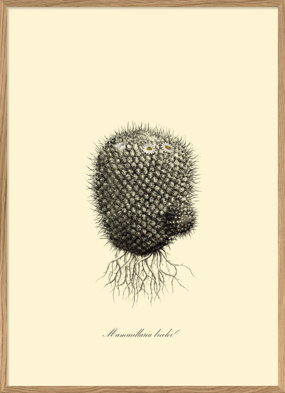MAMMILLARIA LICOLOR 30X40