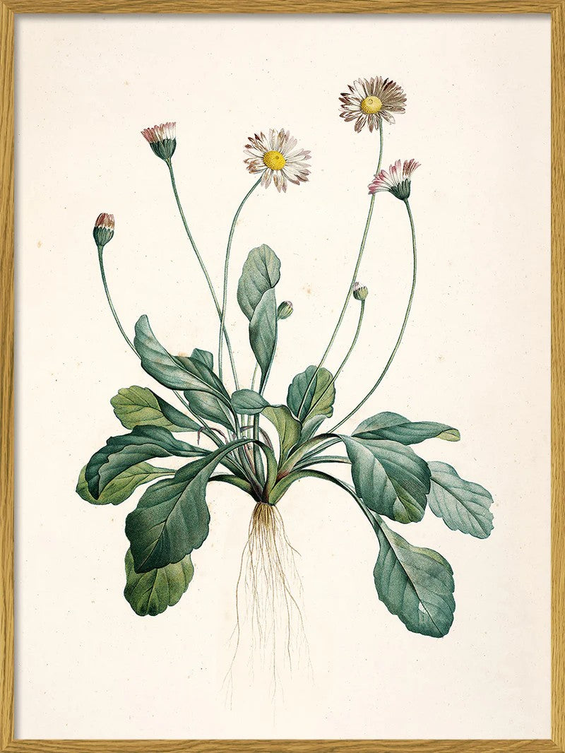 Bellis Perennis 30x40 PLAKAT
