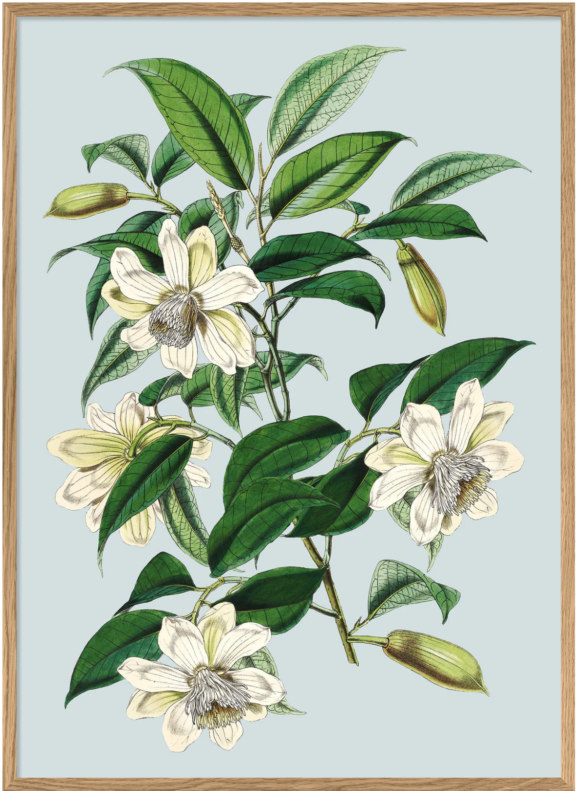 White Magnolia 50x70
