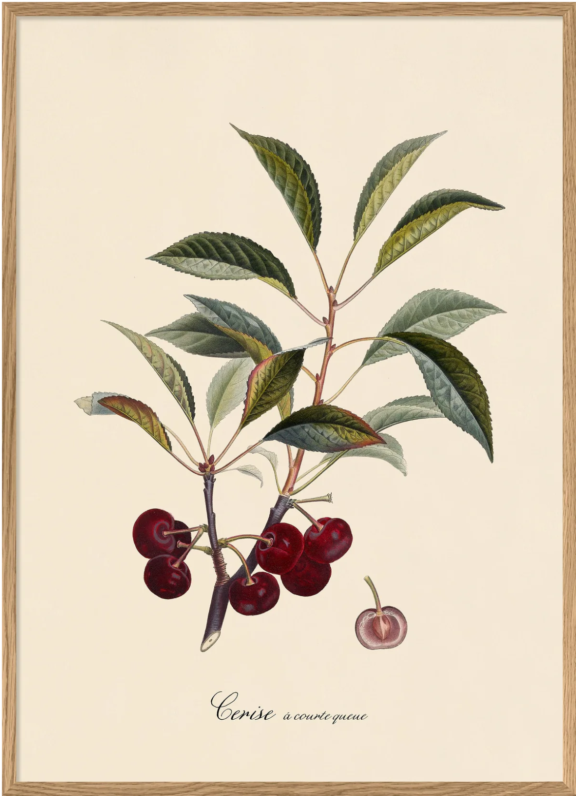 Cerise à Courte Queue 50*70 OAK