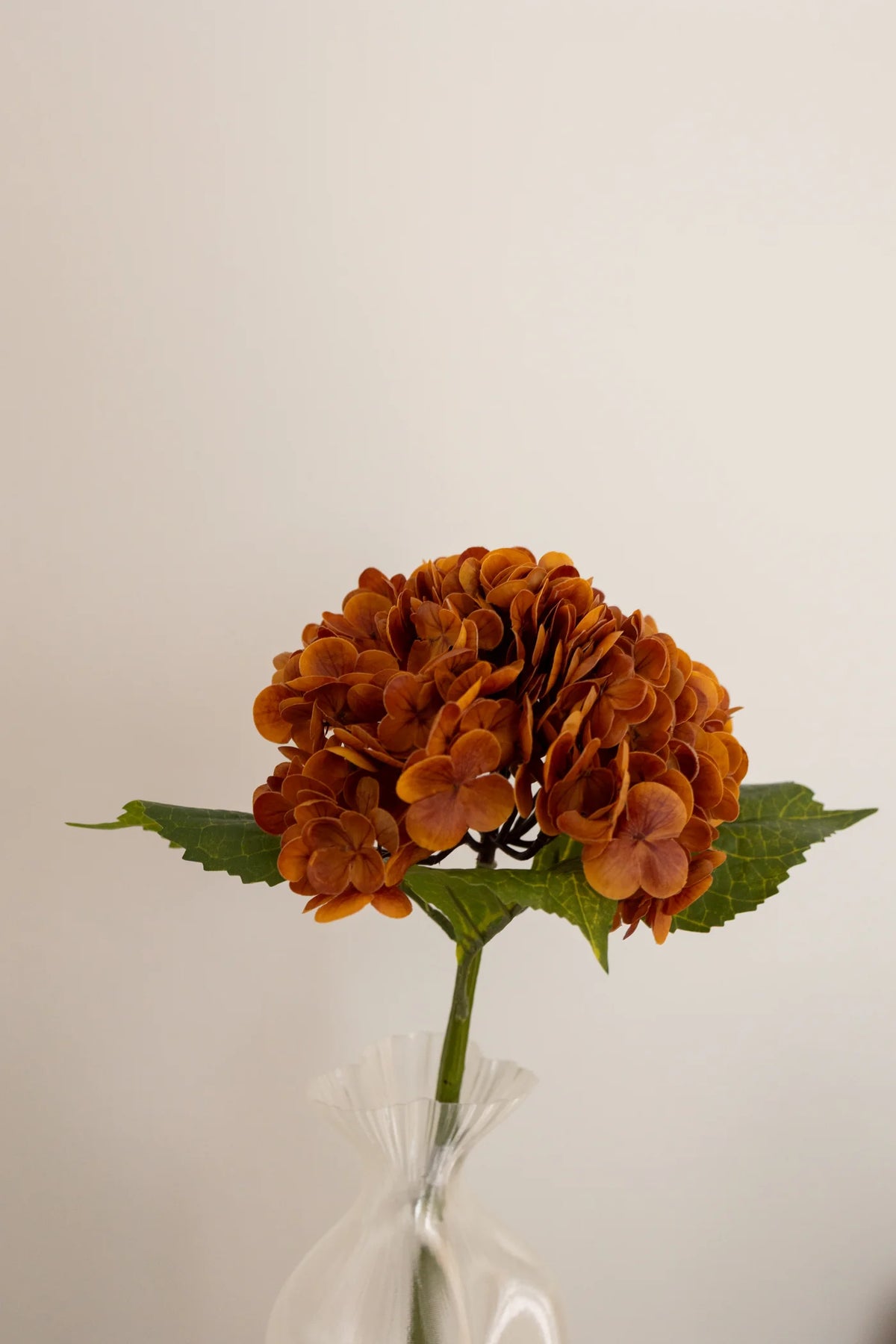 Hydrangea Dusty Orange