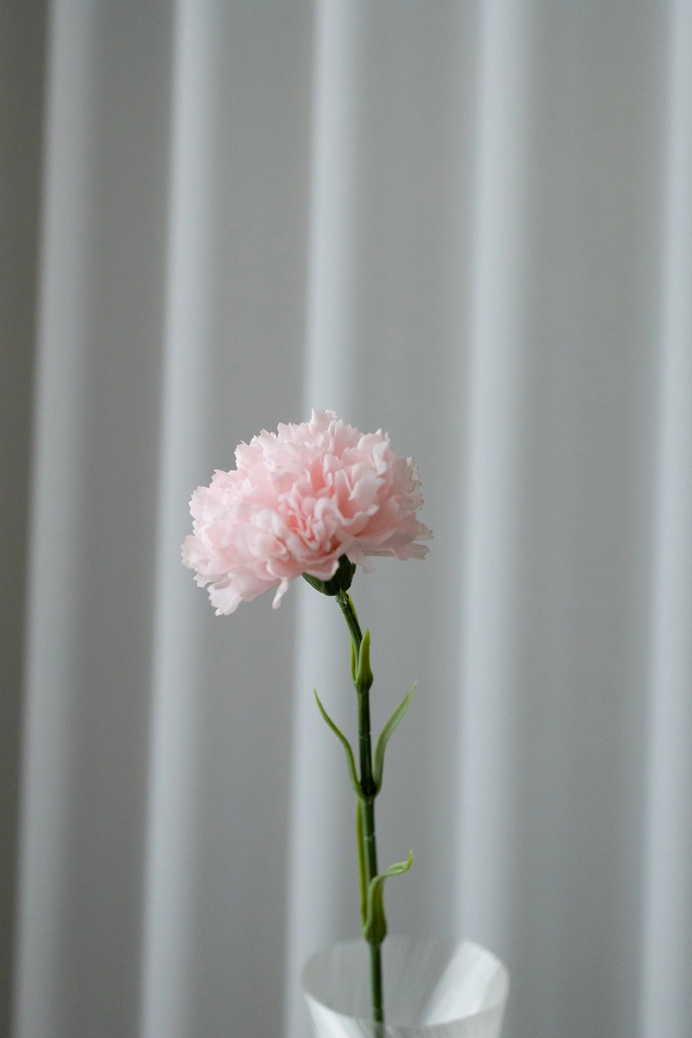 CARNATION PINK