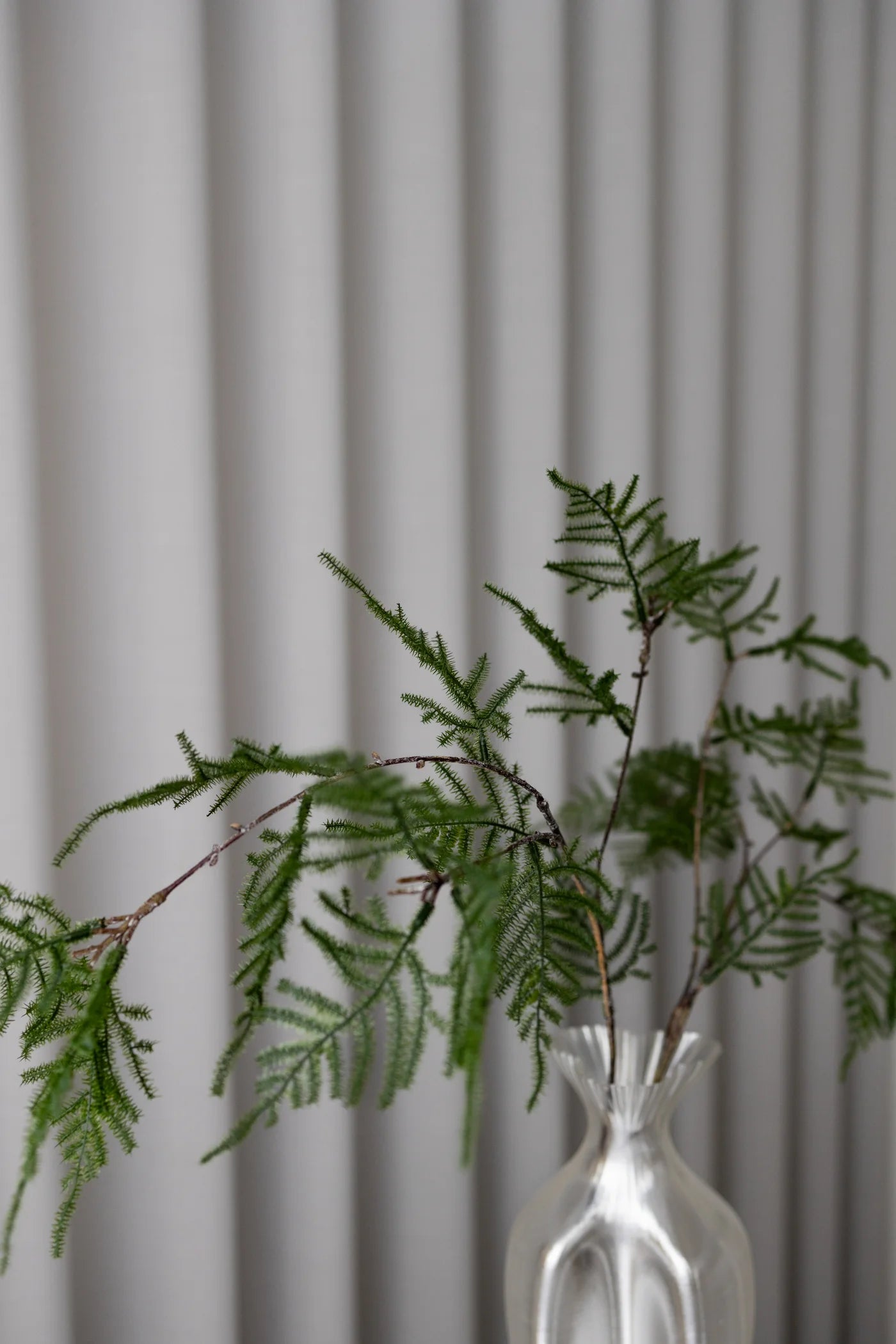 ASPARAGUS DARK GREEN