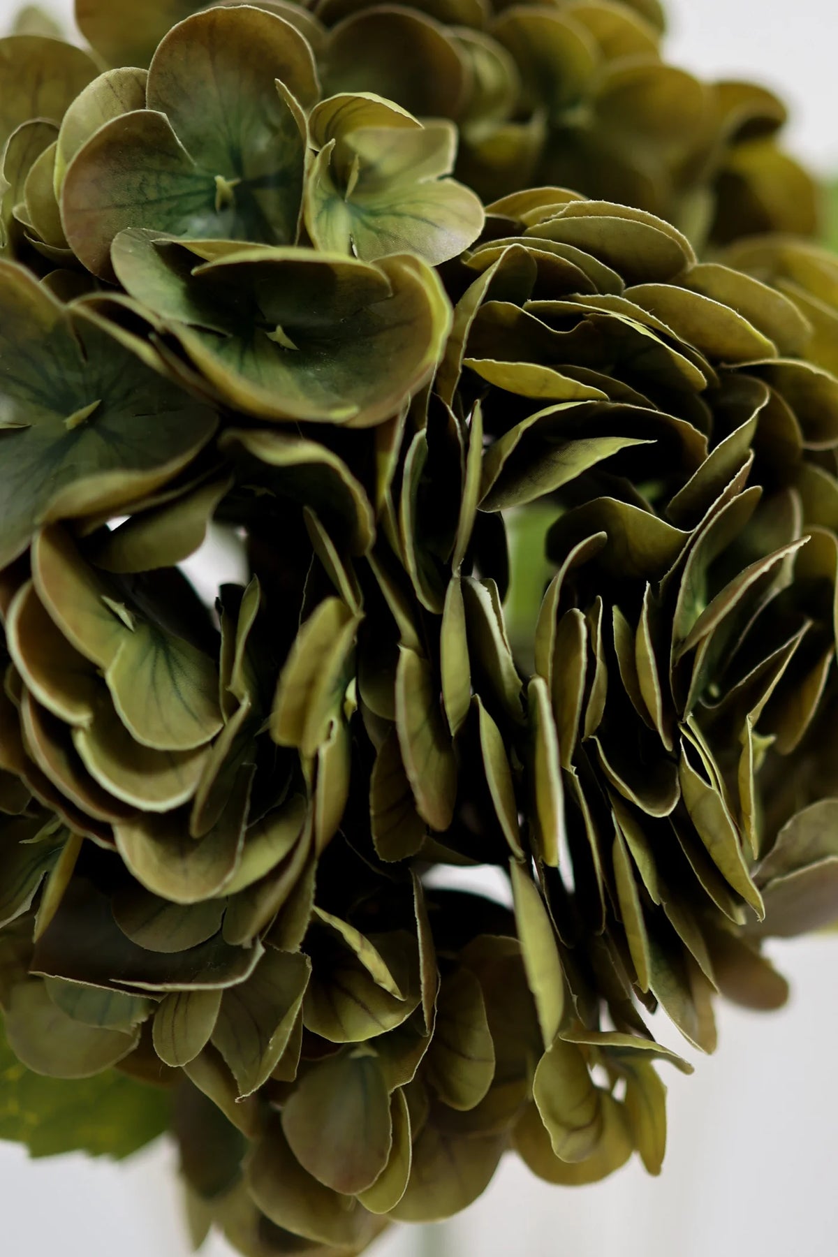 Hydrangea Faded Green