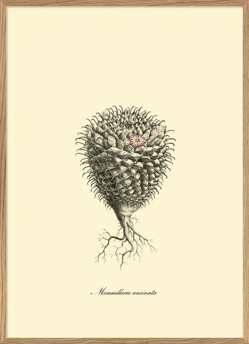 MAMMILLARIA UNCINATA 30X40 PLAKAT