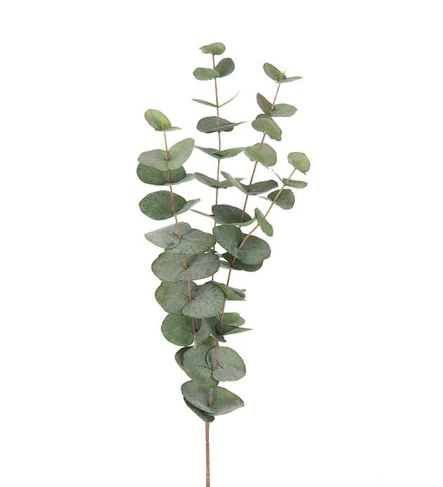 Eucalyptus H60cm