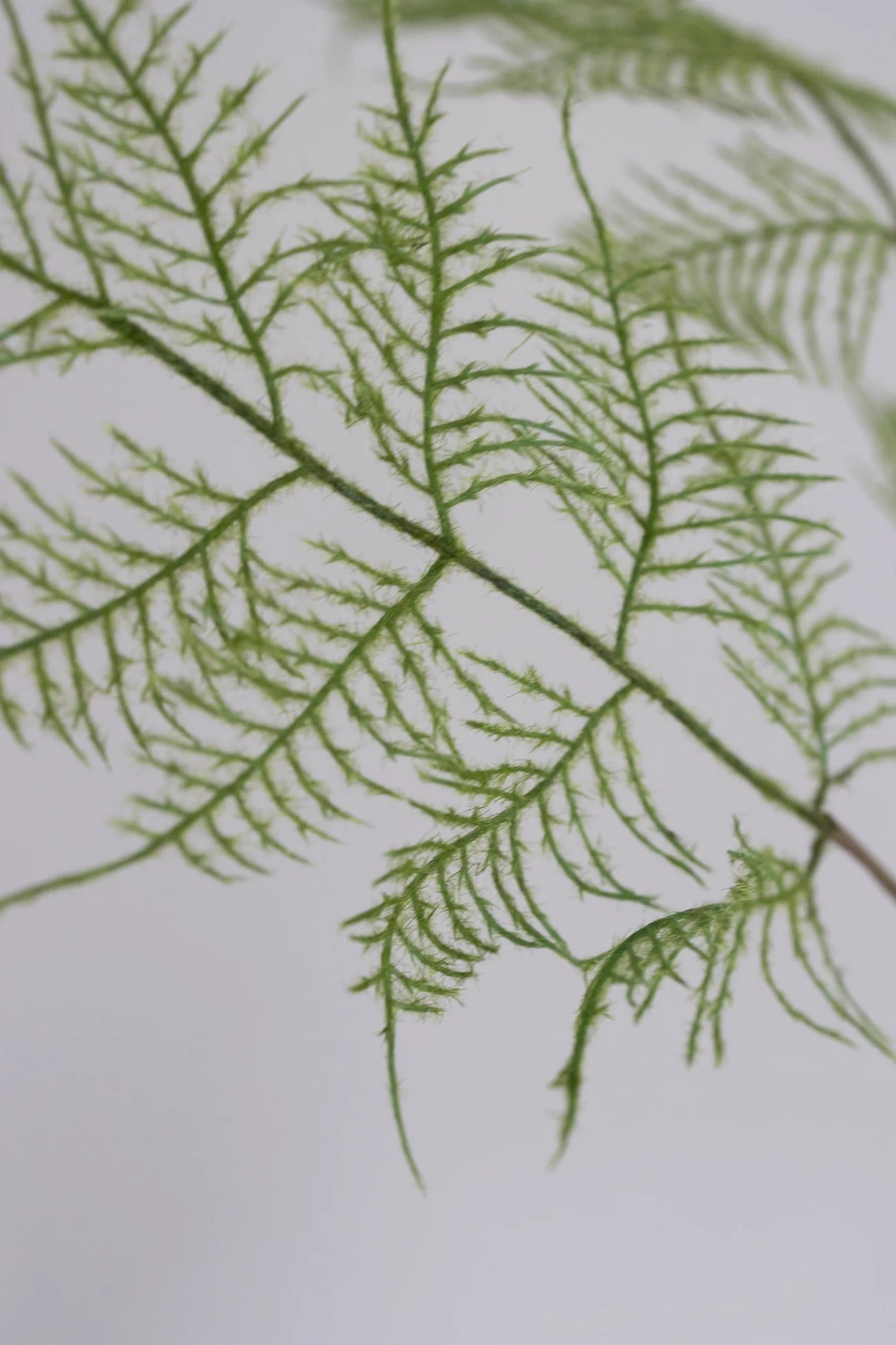 FERN PLANT