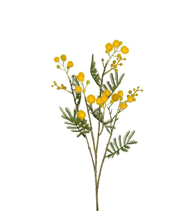 Mimosa gul