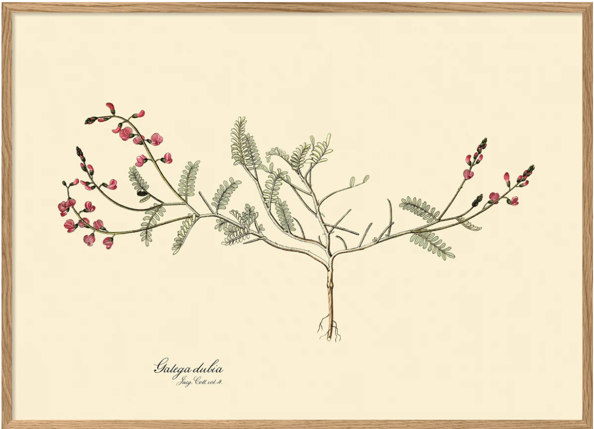 Galega Dubia 50x70 Oak