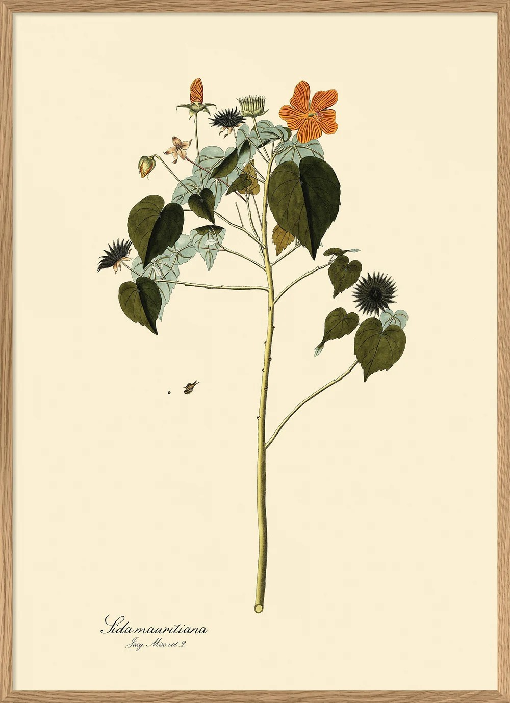Sida Mauritiana 50x70
