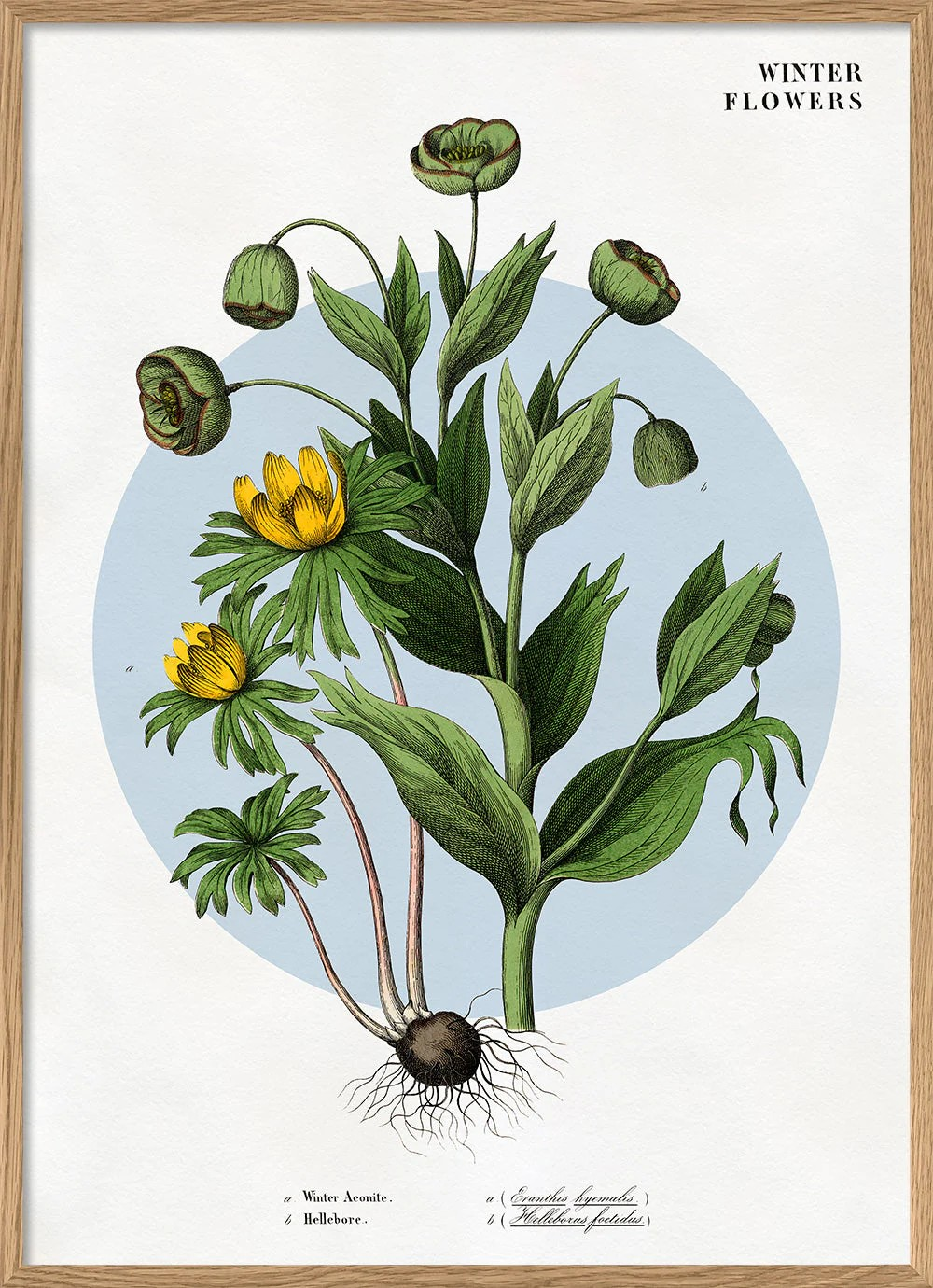 Winter Flowers 50x70 plakat