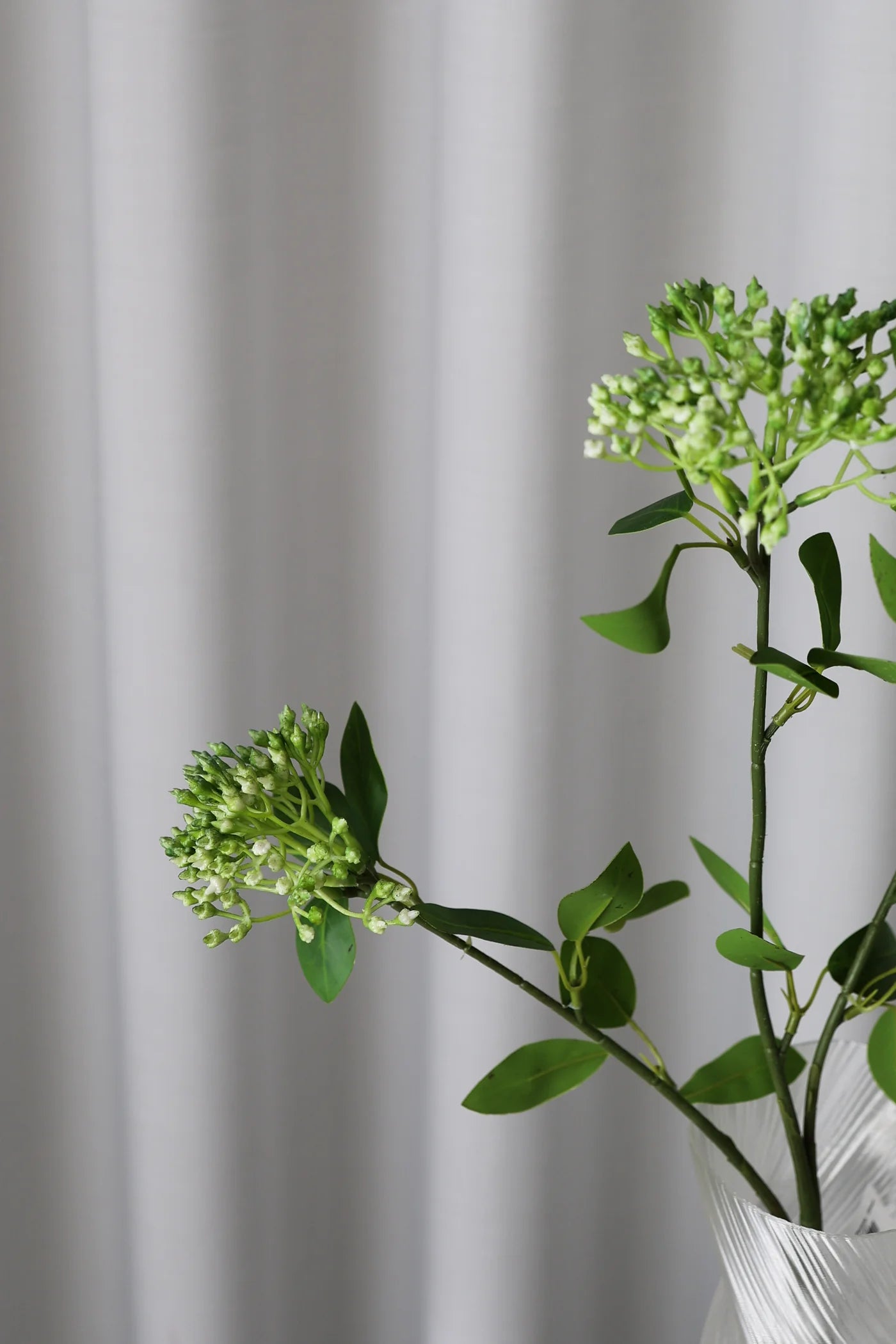 PHOTINIA GREEN