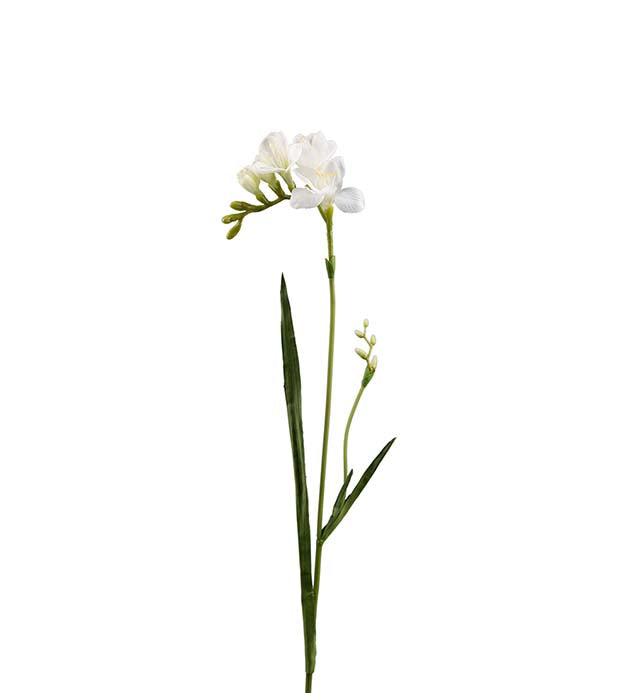 FREESIA