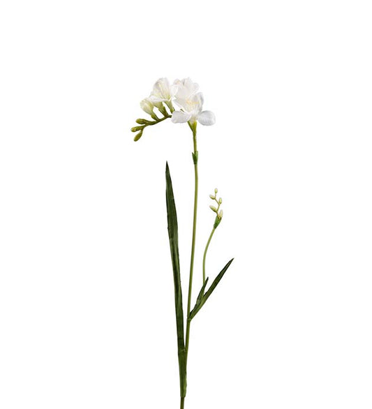 FREESIA