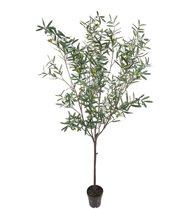 OLIV 230cm