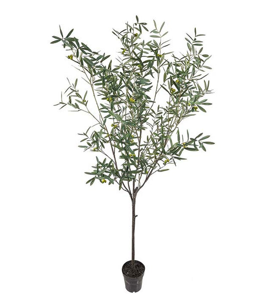 OLIV 230cm