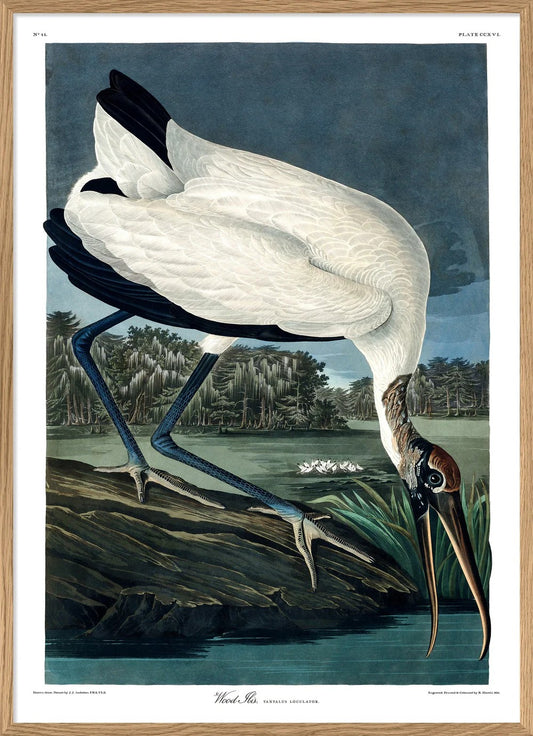 WOOD IBIS 70x100  Oak