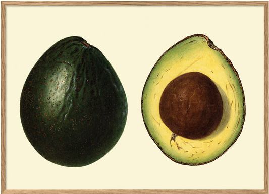 Avocado 50x70