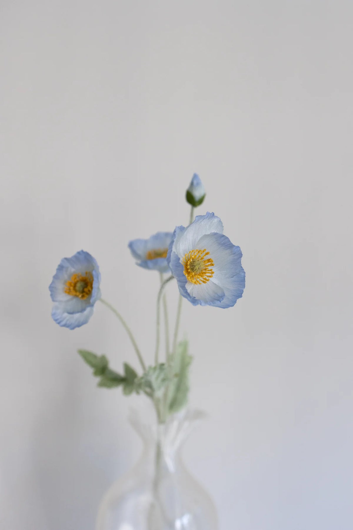 LIGHT BLUE POPPY