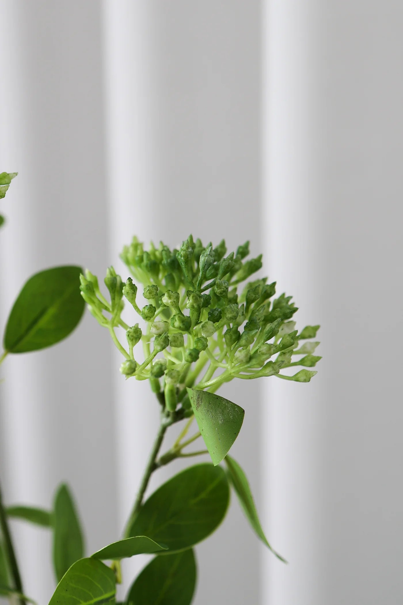 PHOTINIA GREEN
