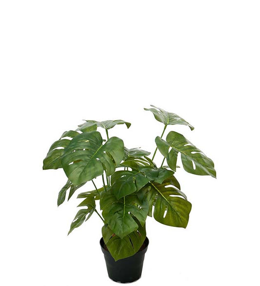 MONSTERA