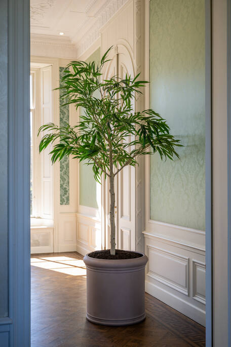 FICUS ALII TREE XL H 230