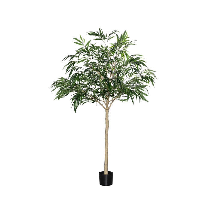 FICUS ALII TREE XL H 230