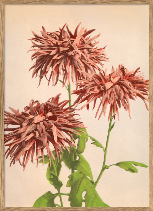 PINK CHRYSANTHEMUM 50X70