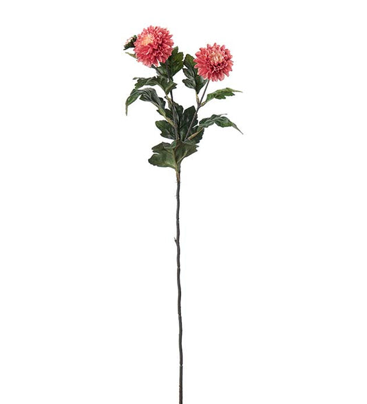 Chrysanthemum