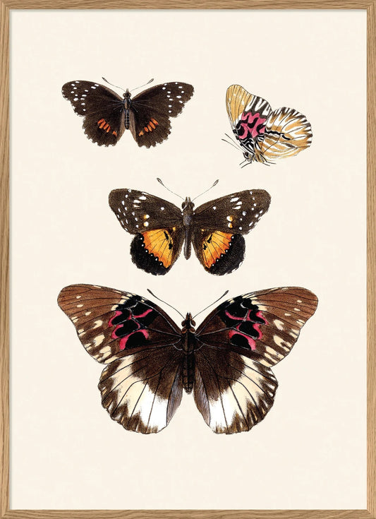 RHOPALOCERA II DETAIL 50X70