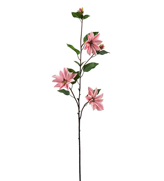 CLEMATIS